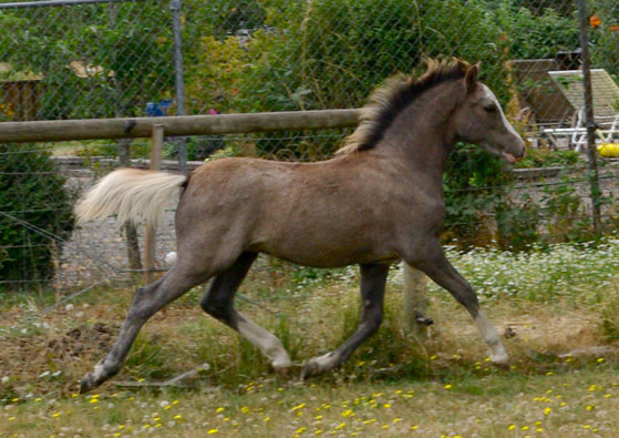 Lochinvar Debonair