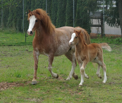 Cayuga Devon with foal, Lochinvar DaVinci