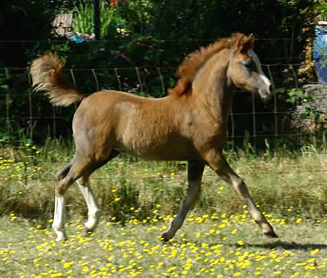 Lochinvar Porcelain Moon