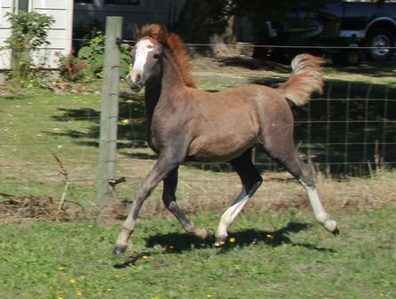 Lochinvar Dolce Vita at 2 months