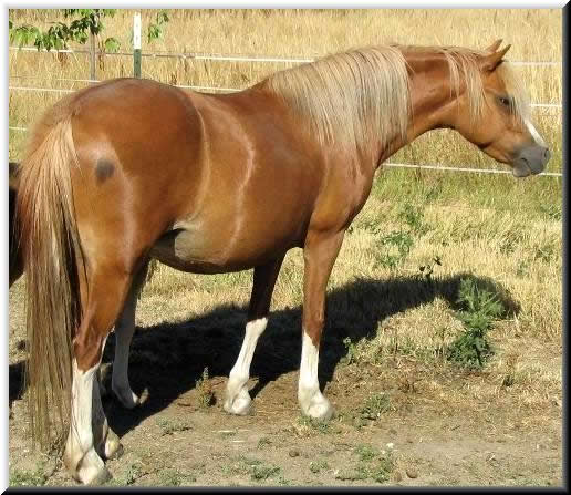 Lochinvar Prima Donna