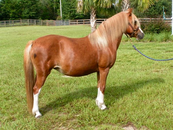 Lochinvar Prima Donna