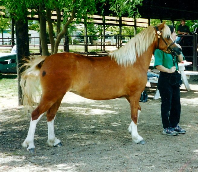 Dottie at the Emerald Empire Show where she was Res. Champion Mare