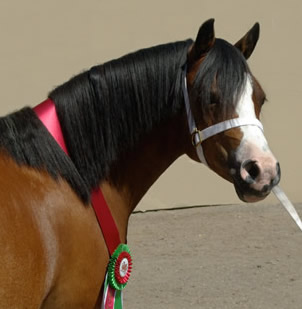 Lochinvar Portrait of a Lady