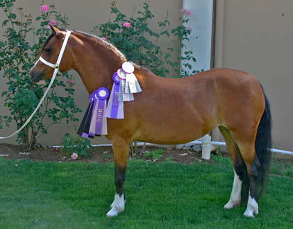 Jazzy was Suprme Champion and Reserve Supreme at the 2009 OWPS Fall Show.