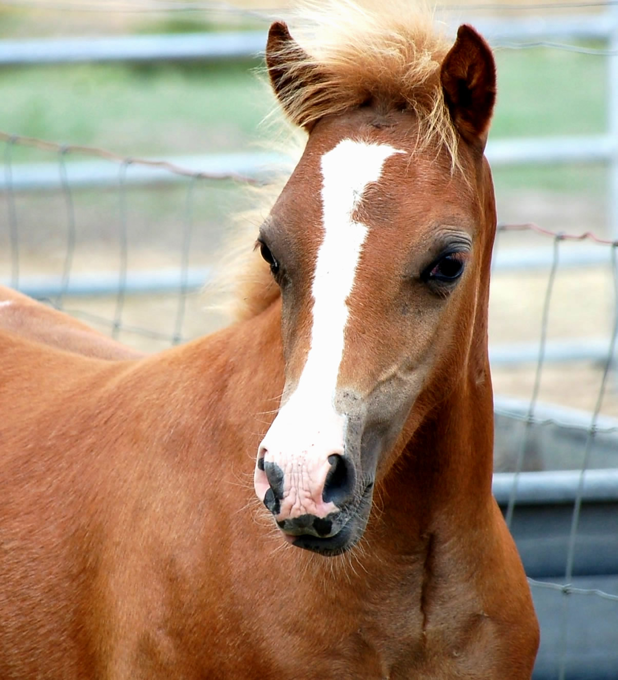 Lochinvar Picasso Red