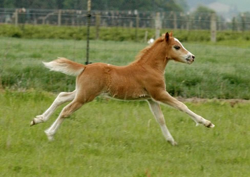 Lochinvar Picasso Red, on the run!