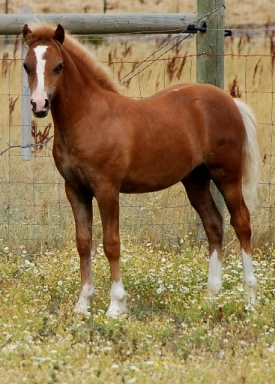Picasso Red 
