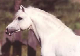 Jet Arrows Oregon Spring