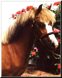 Lochinvar Prima Donna