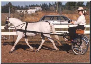 Kayruss Poppie in harness with Pat