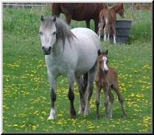 Lochinvar Pyrrha Moon