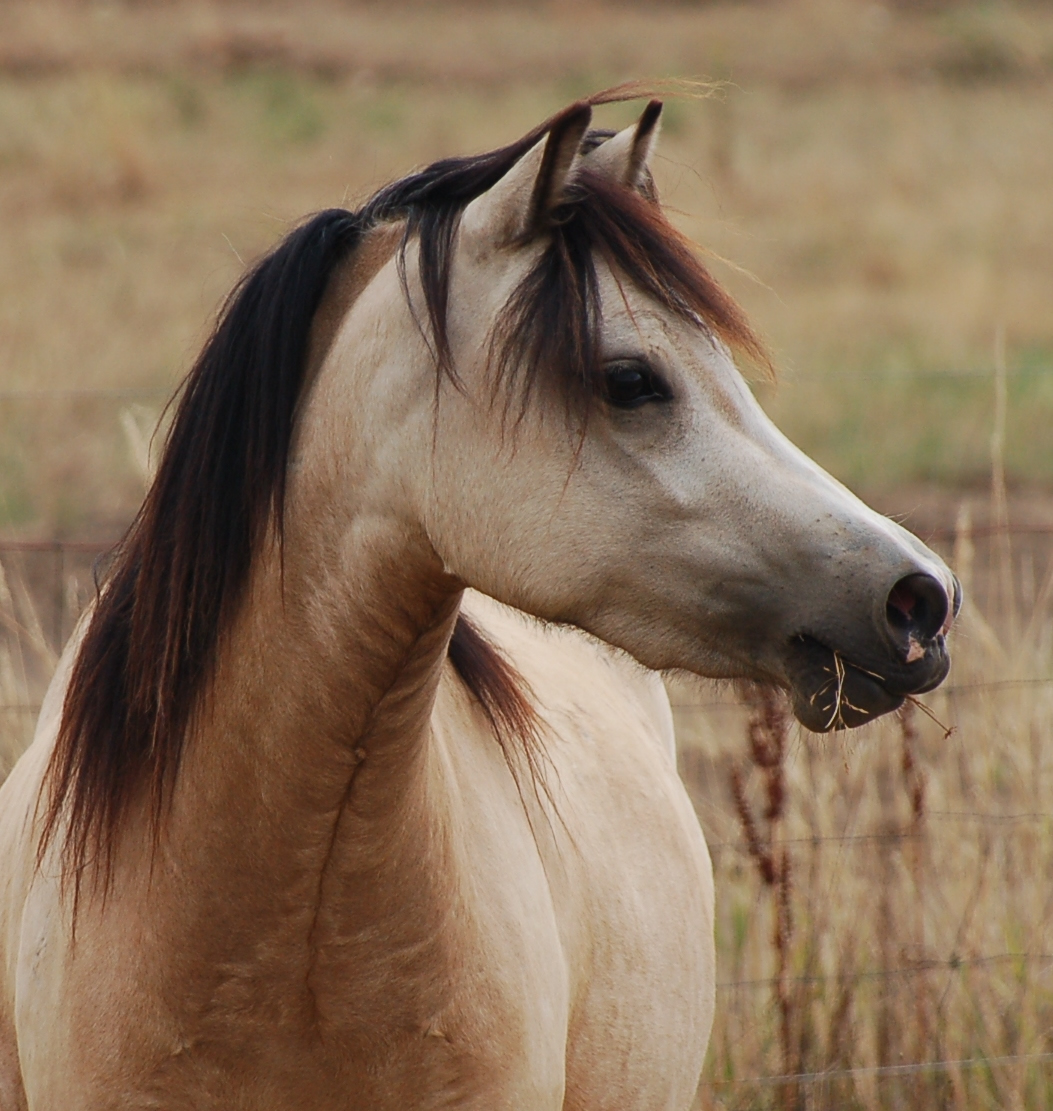 Lochinvar Princess JulieAnne