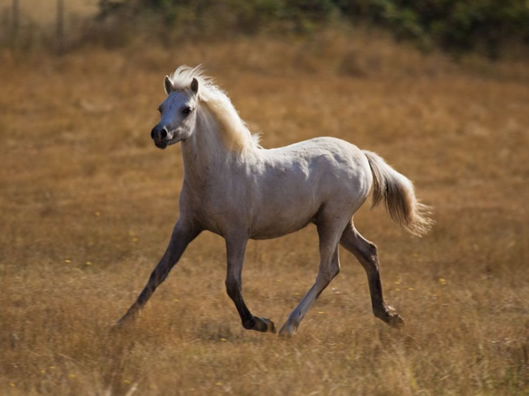 Lochinvar Porcelain Moon