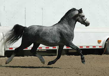 Leading Man showing off at Am. Nat'l. show