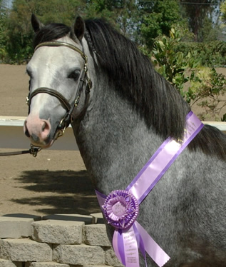 Lochinvar Leading Man