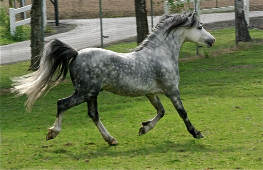 Lochinvar Leading Man at 7 years