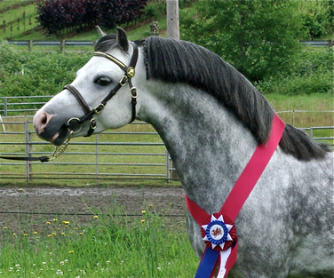 Lochinvar Leading Man - Supreme Champion and Double Grand Champion at OWPS 2012
