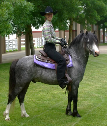 Lochinvar Leading Man made his Western Pleasure show debut at the 2010 OWPS show.