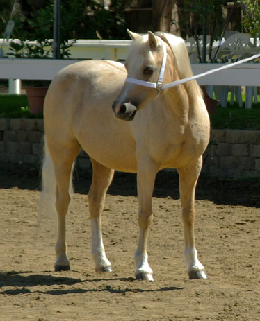 Pandora at American Nationals where she was Grand Champion Sec. A