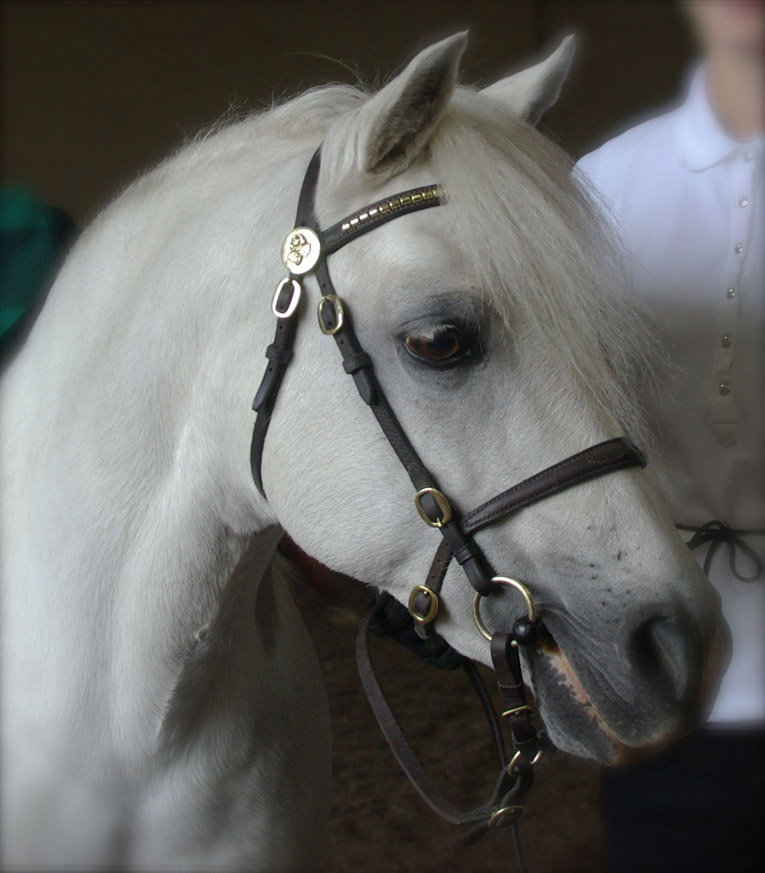 Grand Champion Lochinvar Patience