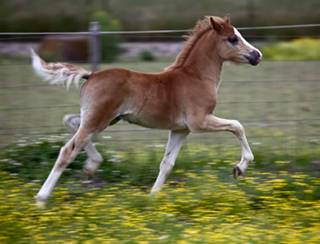 Lochinvar Peregrine, Sec. A Colt