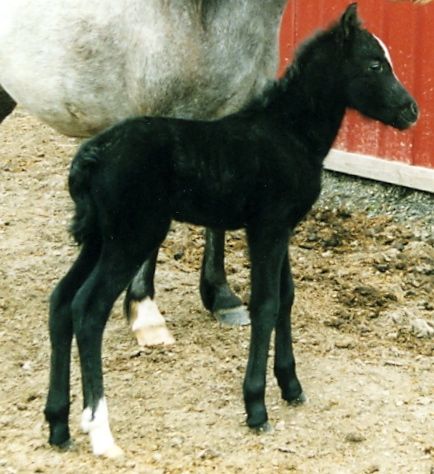 Lochinvar Persephone