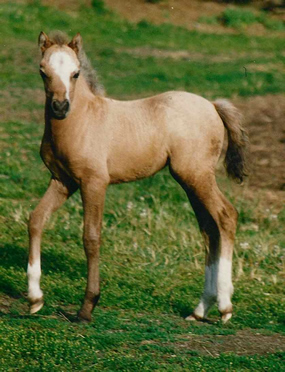 Lochinvar Pyrrha Moon