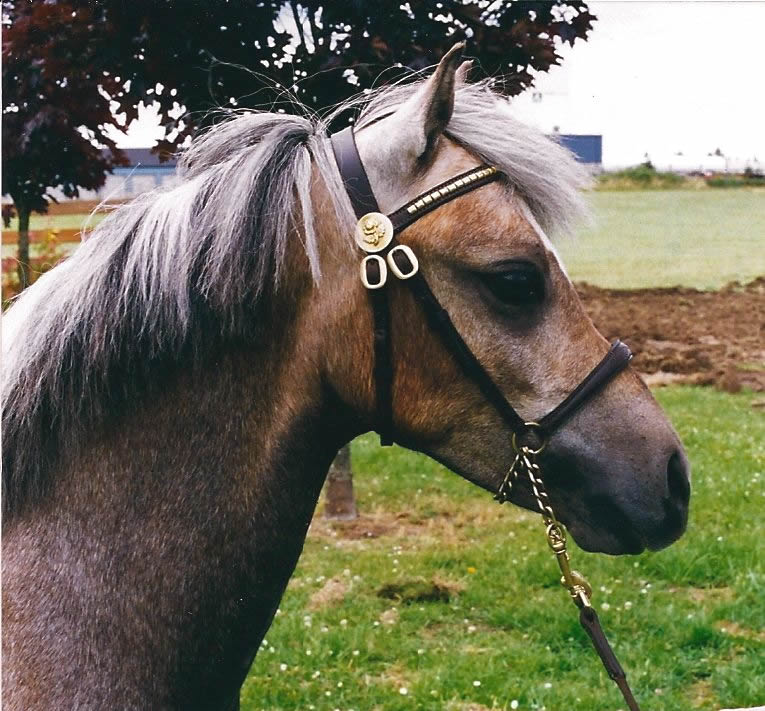 Lochinvar Pyrrha Moon