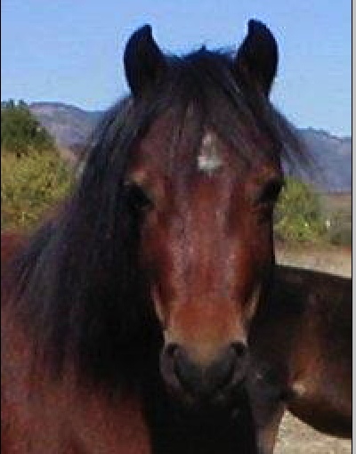 Lochinvar Red Poppie